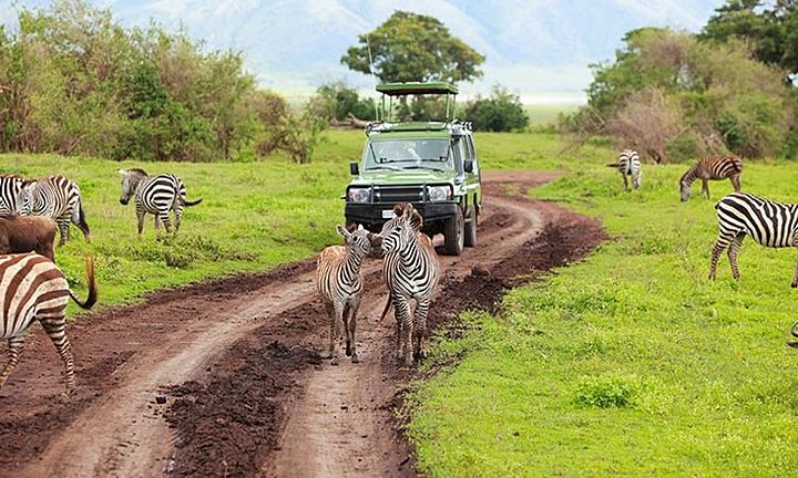 Zebras crossing the track in front of a safari vehicle
